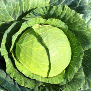 Cabbage –Megaton 1kg  estimated (170000) seeds per kg